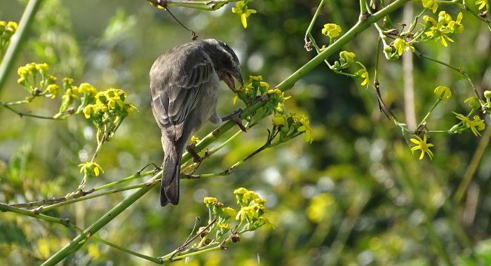 A Streaky Headed Canary feeding on Othonna quinquedentata flowers, Harold Porter NBG.