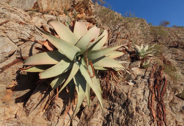 A close-up of an Aloe dewinterii plant on a dolomite cliff near Sesfontein, Namibia.