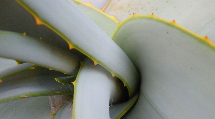 Close-up of the leaves showing the small marginal teeth of Aloe dewinterii in habitat.