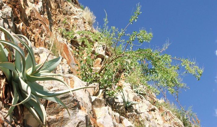 Aloe dewinterii sharing its habitat with Portulacaria carrissoana on a sheer dolomite cliff near Sesfontein, Namibia. 