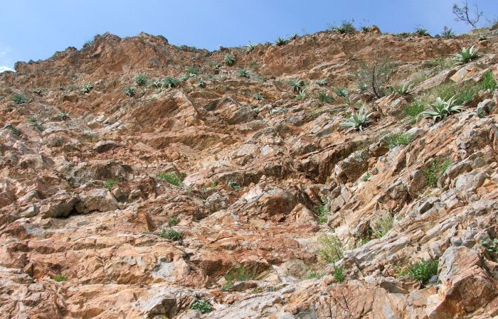 Aloe dewinterii plants growing high on the sheer, upper, dolomite cliffs near Sesfontein, Namibia.