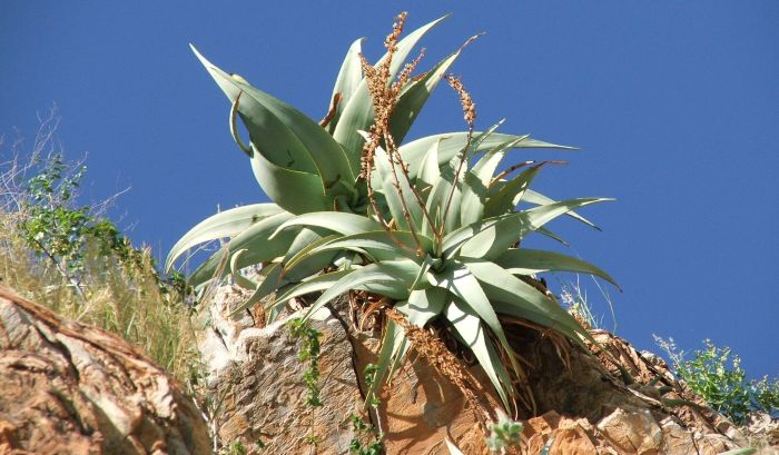 Two plants of the Sesfontein aloe in fruit in its dolomite cliff-face habitat near Sesfontein, Namibia.