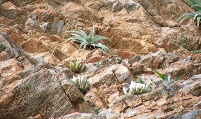 Aloe dewinterii growing on a sheer dolomite cliff near Sesfontein, sharing its habitat with Lavrania haagnerae. 