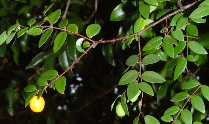 Synaptolepis oliveriana in fruit. Photo Geoff Nichols