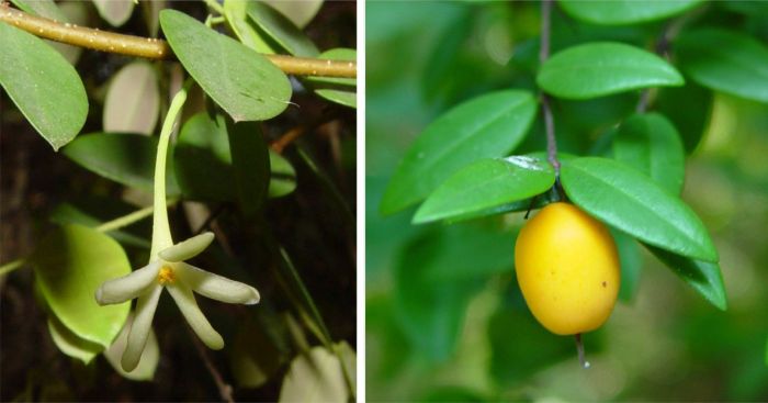 Synaptolepis oliveriana flower and fruit. Photos Geoff Nichols