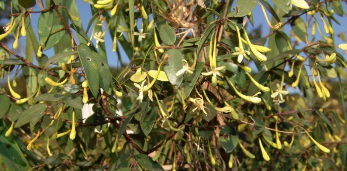 Synaptolepis oliveriana in flower. Photo Geoff Nichols