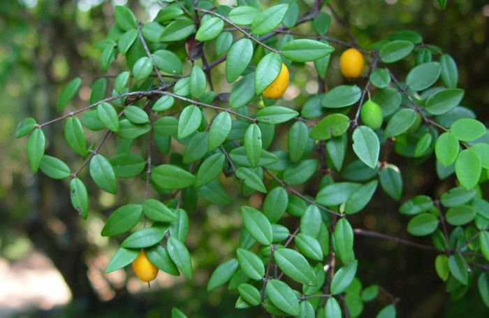 Synaptolepis oliveriana in fruit. Photo Geoff Nichols