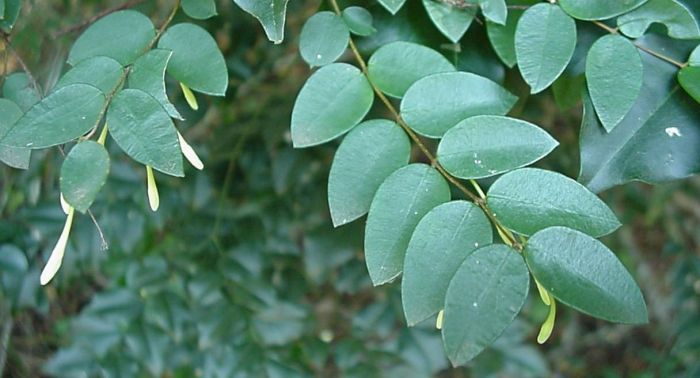 Synaptolepis oliveriana leaves. Photo Geoff Nichols