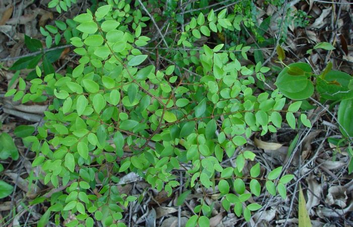 Synaptolepis oliveriana leaves. Photo Geoff Nichols