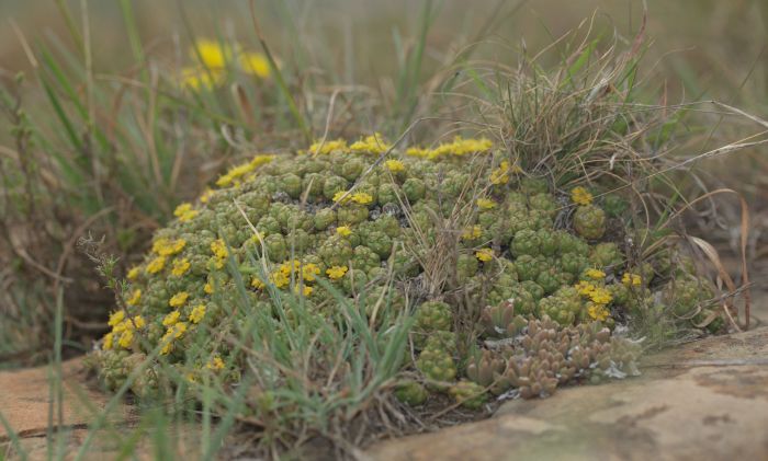 Euphorbia clavarioides, in flower in habitat. Photo Geoff Nichols