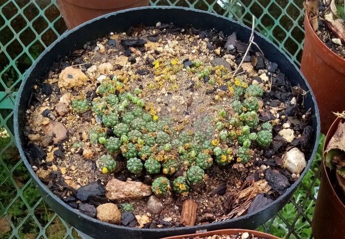 Euphorbia clavarioides, young plant growing in a pot.