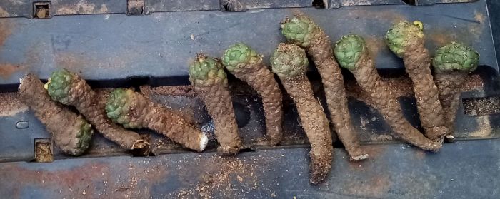 Euphorbia clavarioides, stem cuttings.