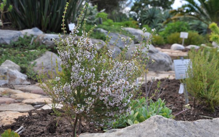 Erica bolusiae var. cyathiformis growing in Kirstenbosch NBG.