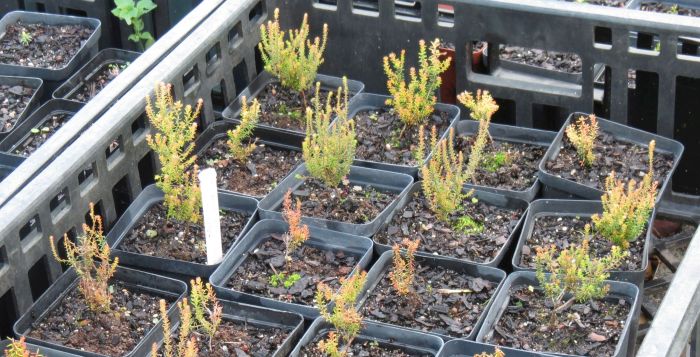 Erica bolusiae var. cyathiformis, in pots, ready for the garden.