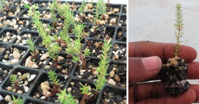 Erica bolusiae var. cyathiformis, cuttings.