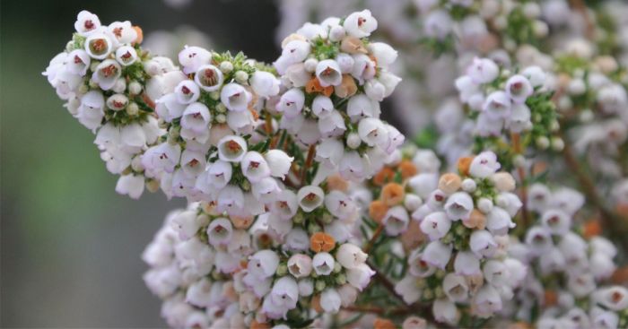 Erica bolusiae var. cyathiformis, flowering branch.