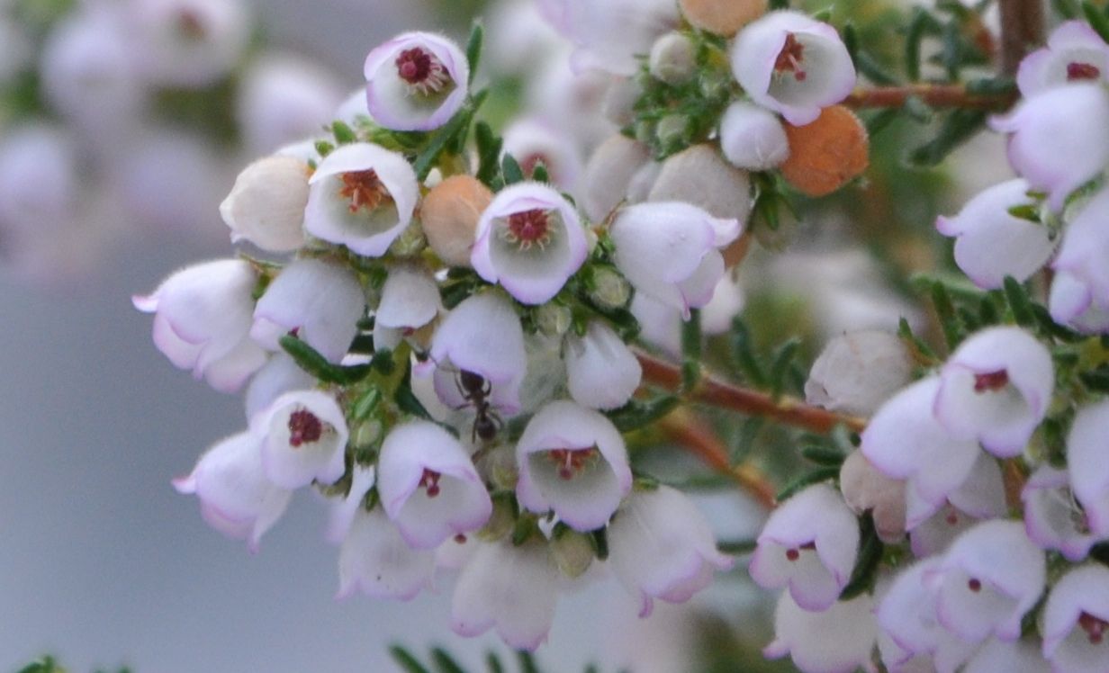 Erica bolusiae var. cyathiformis, flowers close.