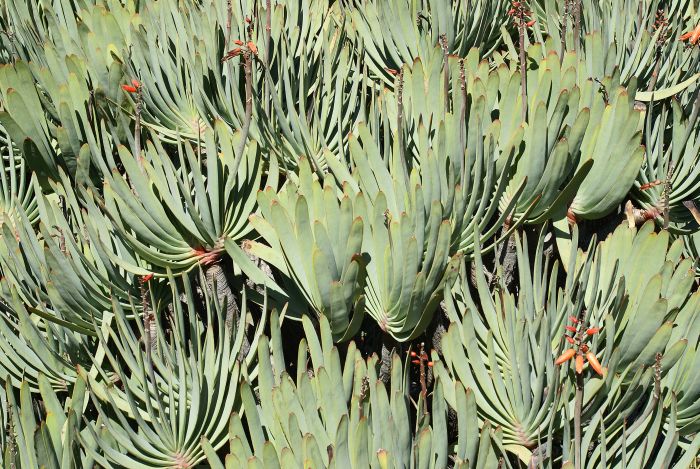 Striking mass of fan-like rosettes of Kumara plicatilis. Photo A.W. Klopper