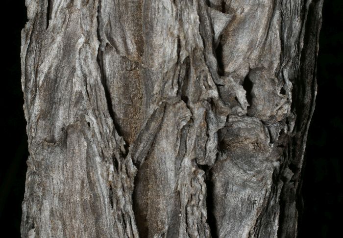 Thick corky bark covers the stems and branches of Kumara plicatilis Photo A.W. Klopper