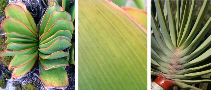 Leaves. Photos by EJ van Jaarsveld left and centre, AW Klopper right