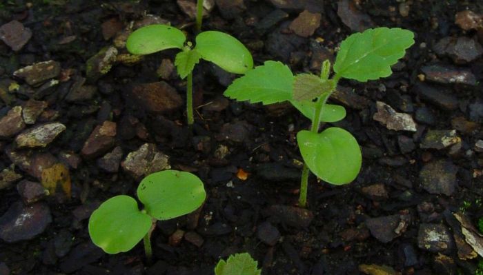 Grewia caffra, seedlings. Photo Geoff Nichols