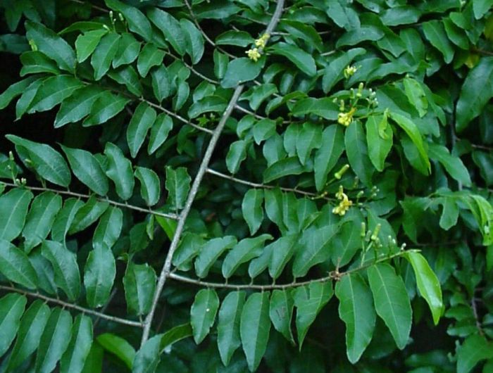 Grewia caffra, shoot. Photo Geoff Nichols