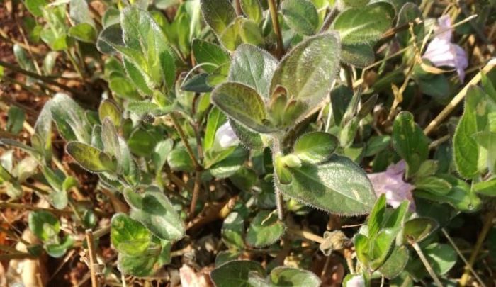 Ruellia cordata, leaves. Photo Caroline Marima