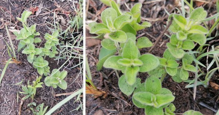 Ruellia cordata, new shoots. Photo Caroline Marima