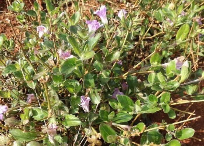 Ruellia cordata. Photo Caroline Marima