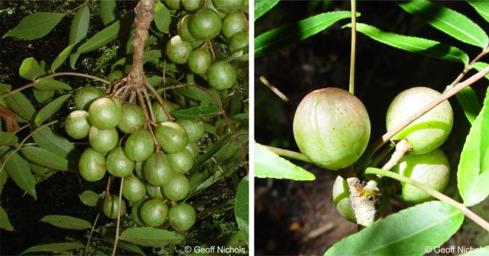 Commiphora woodii, fruits. Photos Geoff Nichols