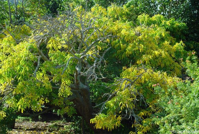 Commiphora woodii, old yellow leaves. Photo Geoff Nichols