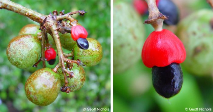 Commiphora woodii, seed. Photos Geoff Nichols