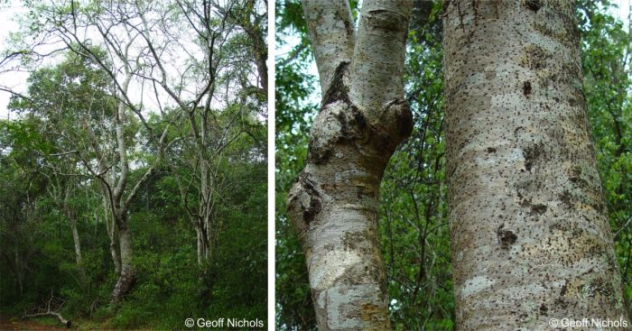 Commiphora woodii, trunk and bark. Photos Geoff Nichols