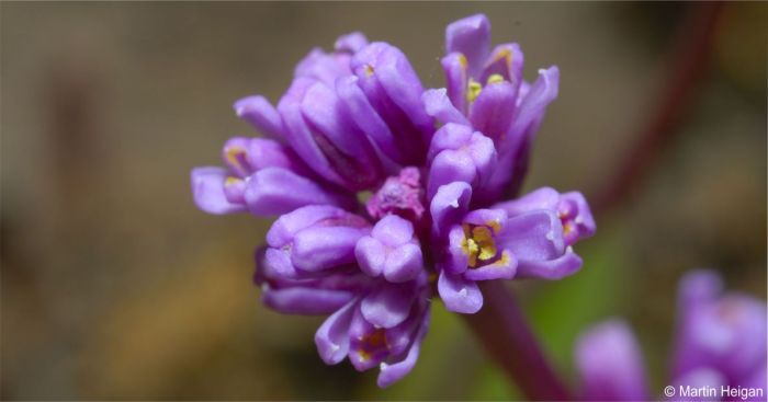 Ledebouria comptonii, flowers. Photo Martin Heigan 