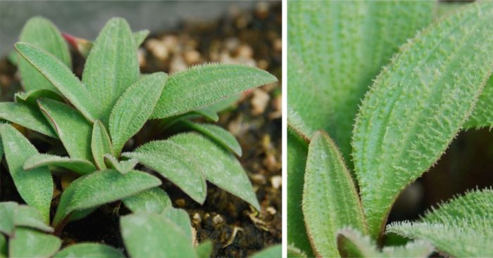 Ledebouria comptonii, leaves, showing hairs. Photos Andrew Hankey