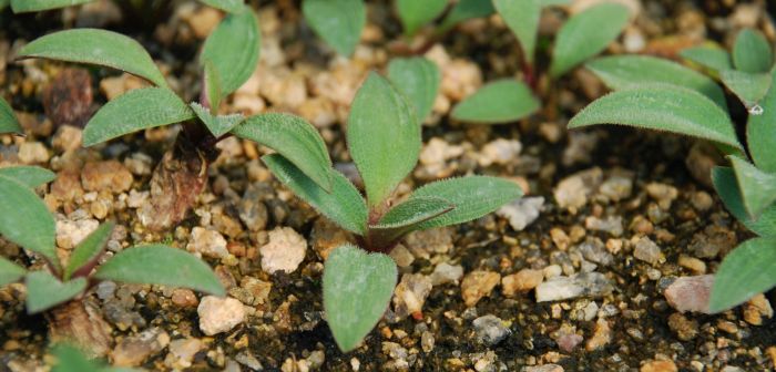 Ledebouria comptonii, plants in cultivation. Photo Andrew Hankey