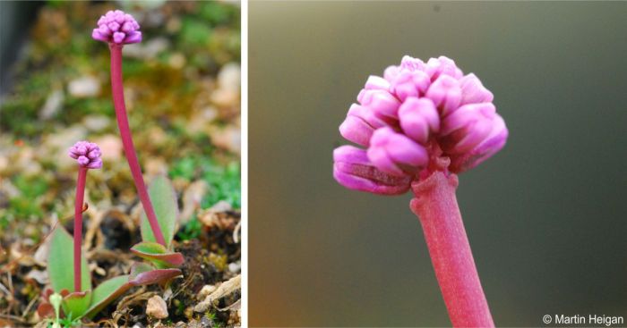 Ledebouria comptonii, plants in flower. Photo Martin Heigan 