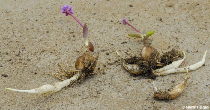 Ledebouria comptonii, bulbs with stolons. Photo Martin Heigan 