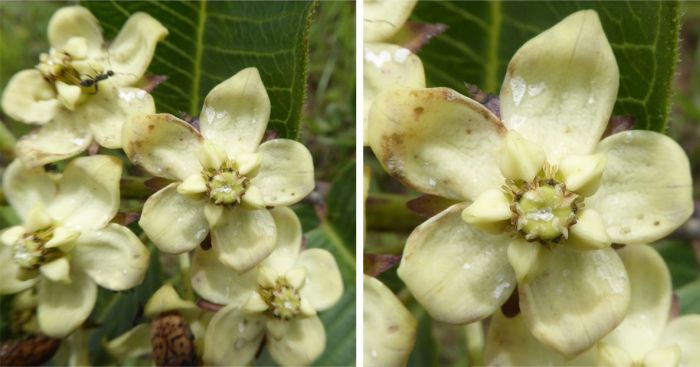 Pachycarpus acidostelma flowers