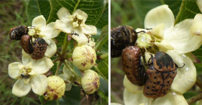 Interaction between beetles and ants on the flowers of Pachycarpus acidostelma