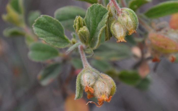 Hermannia salviifolia growing on the Potberg, De Hoop.