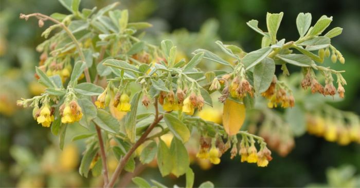 Hermannia salviifolia flowering branch, Kirstenbosch NBG.