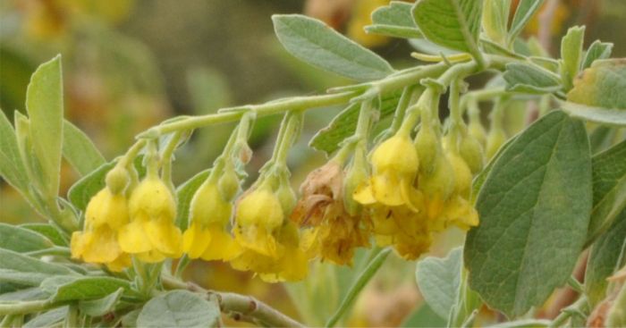 Hermannia salviifolia, flowers, Kirstenbosch NBG.