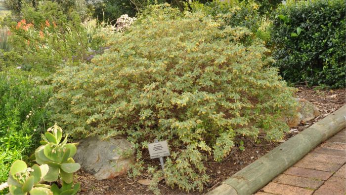 Hermannia salviifolia plant, growing in Kirstenbosch NBG.