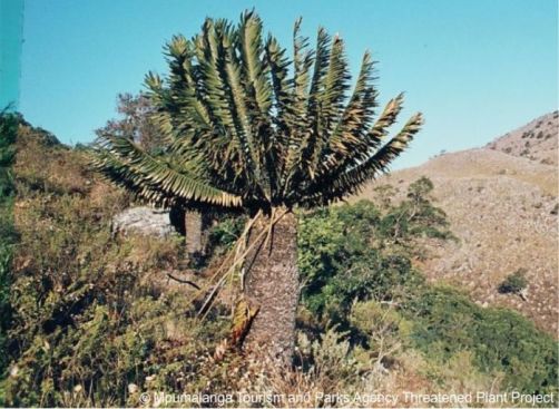 Encephalartos heenanii growing in habitat. Photo Mpumalanga Tourism and Parks Agency Threatened Plants Project