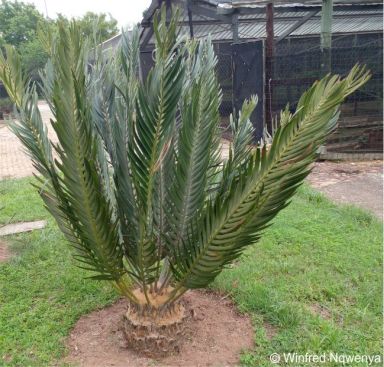 Encephalartos heenanii growing in the Lowveld National Botanical Garden. Photo Winfred Ngwenya