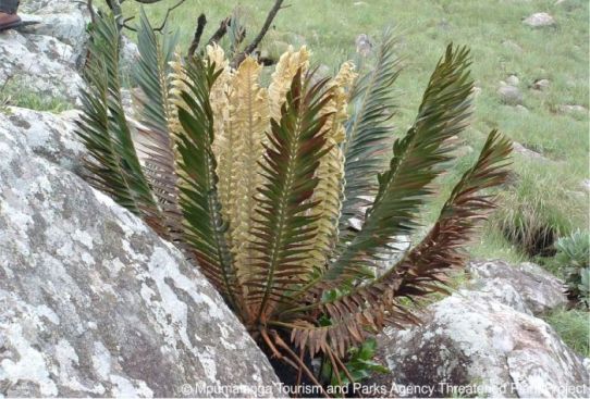 Encephalartos heenanii growing in habitat. Photo Mpumalanga Tourism and Parks Agency Threatened Plants Project