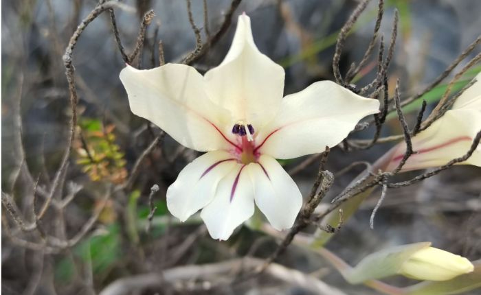 Gladiolus floribundus 