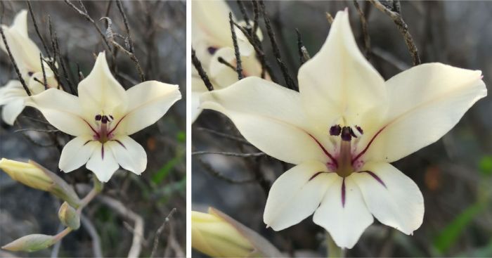 Gladiolus floribundus 