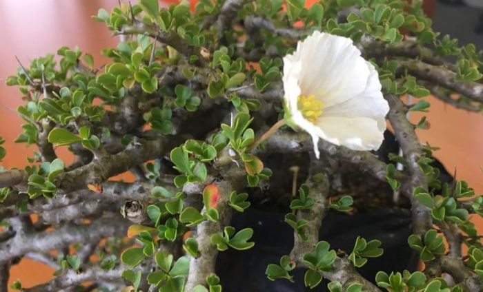 Monsonia vanderietiae, plant in flower.